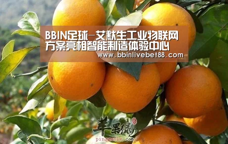 BBIN足球